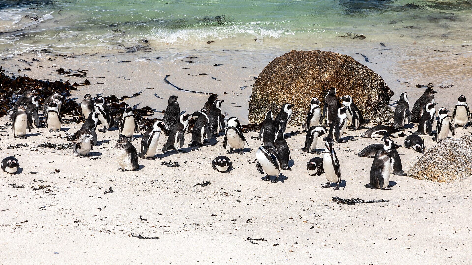 African penguins on the granite boulders of Boulders Beach