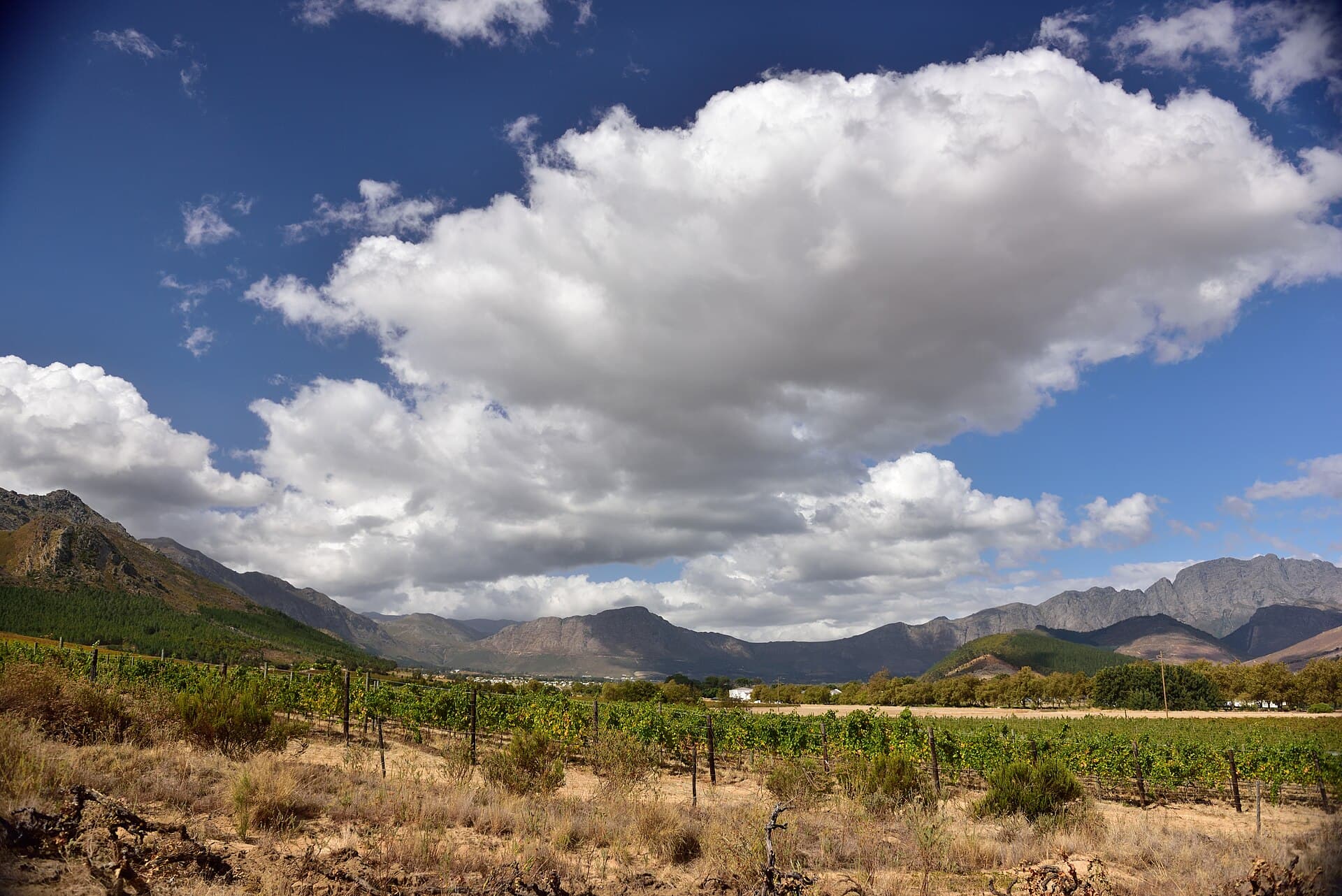 Vines under big skies in the Cape Winelands