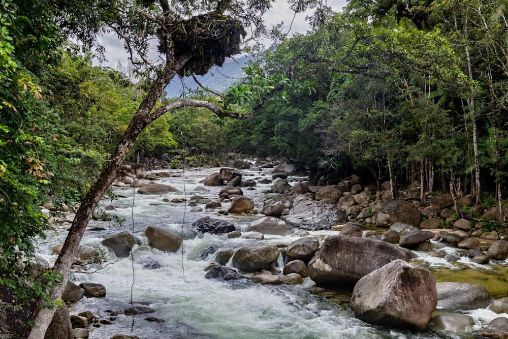 A river rushing over boulders through dense Daintree rainforest