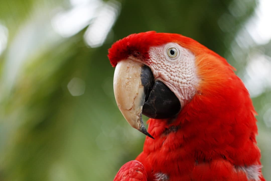 A scarlet macaw against the Osa Peninsula's greenery