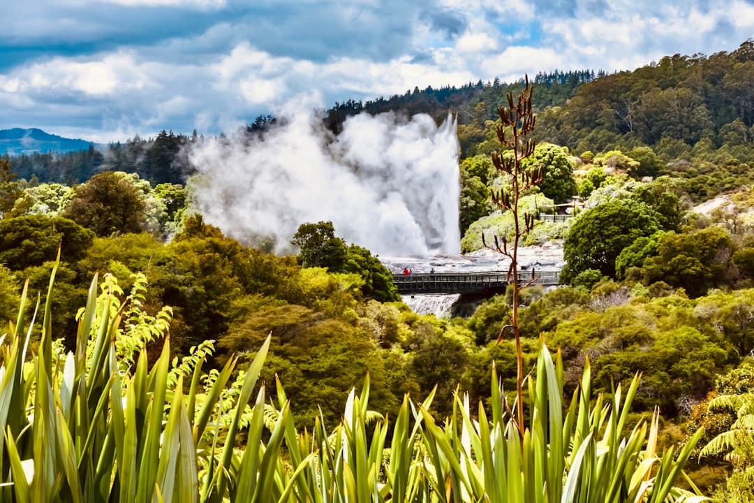 A geyser erupting in a plume of steam above native bush in Rotorua