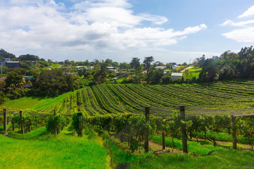 Netted rows of vines curving across a sunny vineyard valley
